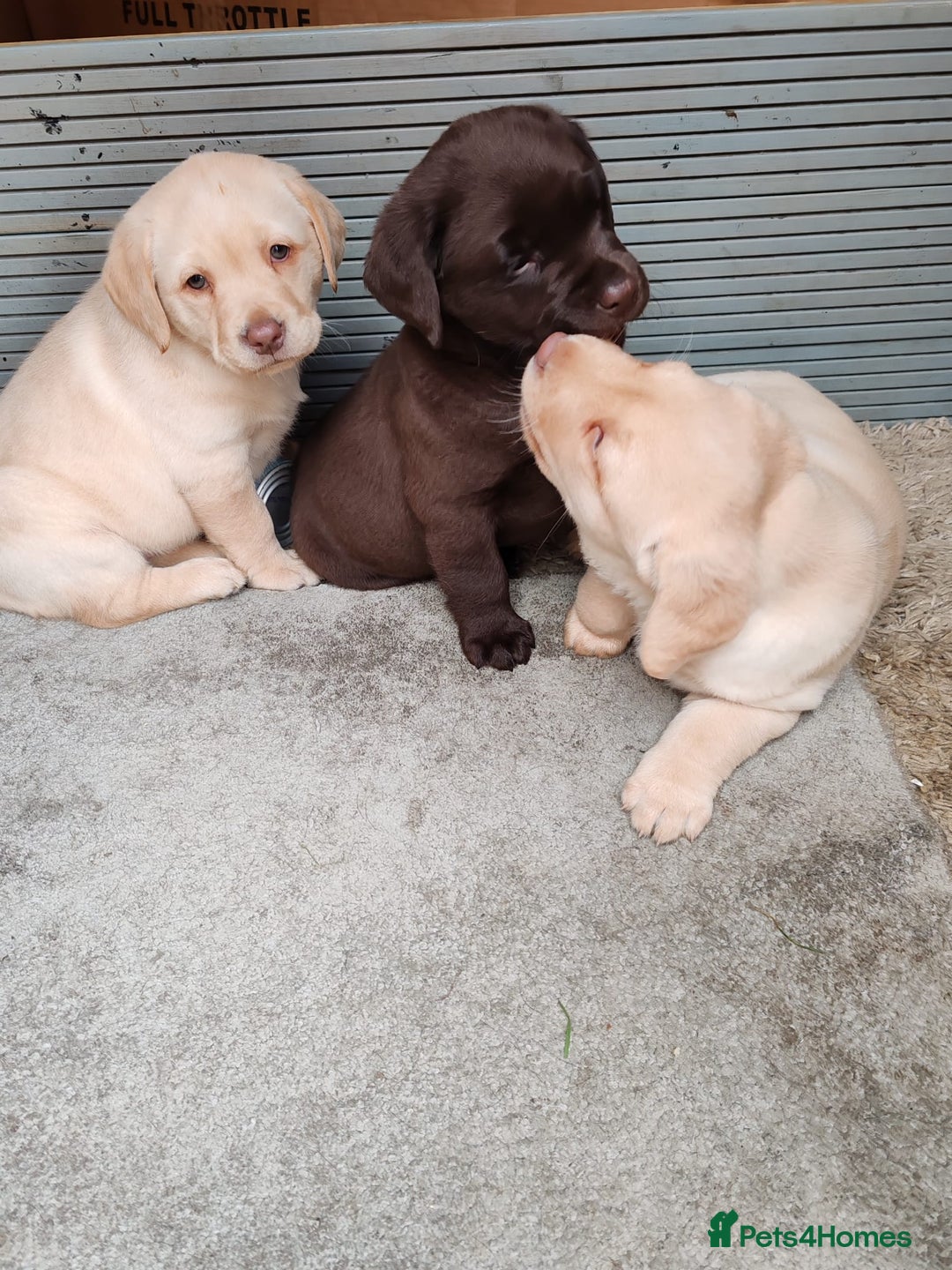 Labrador Retriever dogs for sale:  Ready for Their Forever Homes - Advert 4