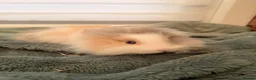 Lionhead rabbits for sale: 🐰ADORABLE LIONHEAD BUNNIES FOR SALE🐰 - Advert 11