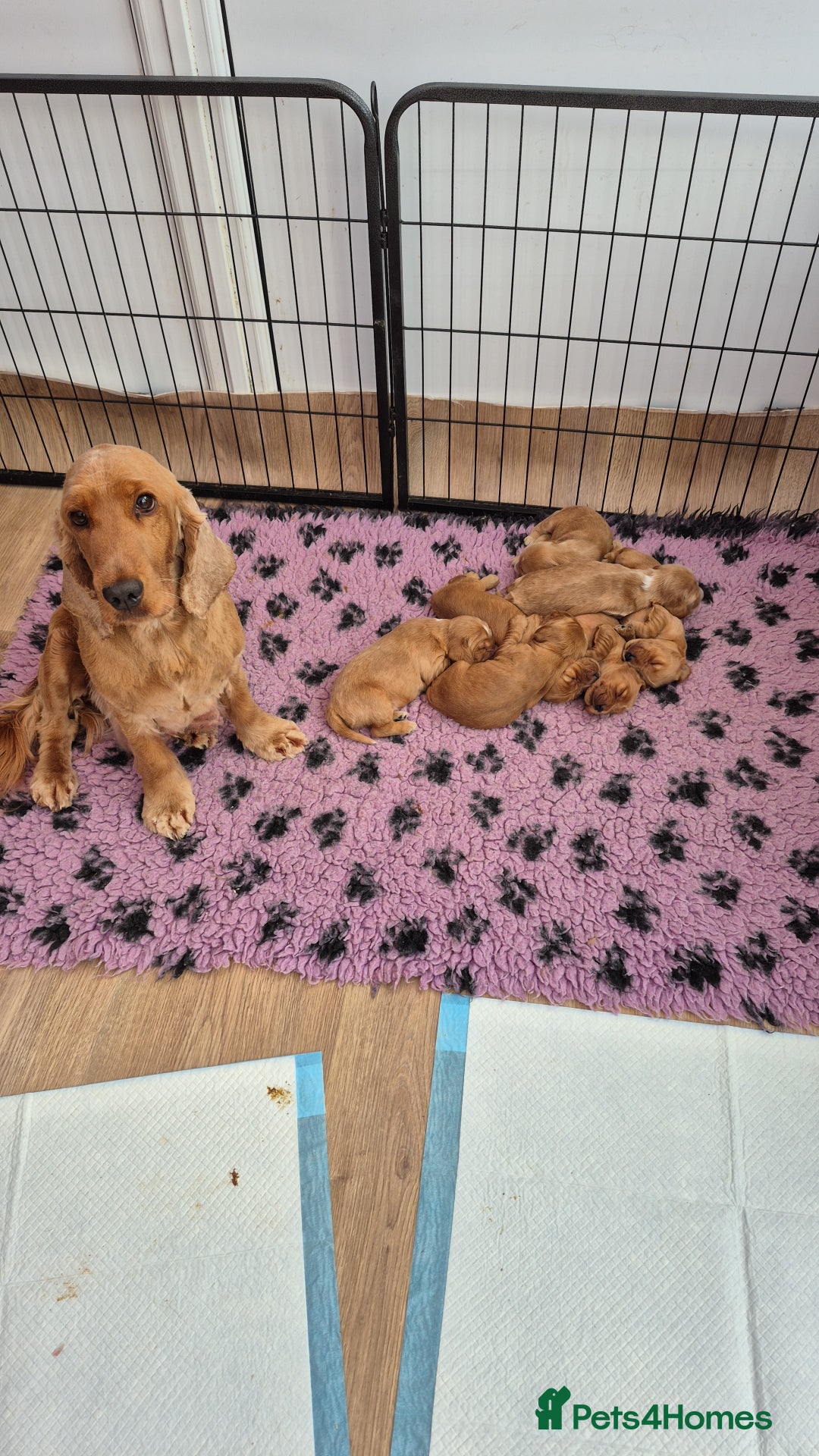 Cocker Spaniel dogs for sale: Kc reg Cocker Spaniels  - Image 1