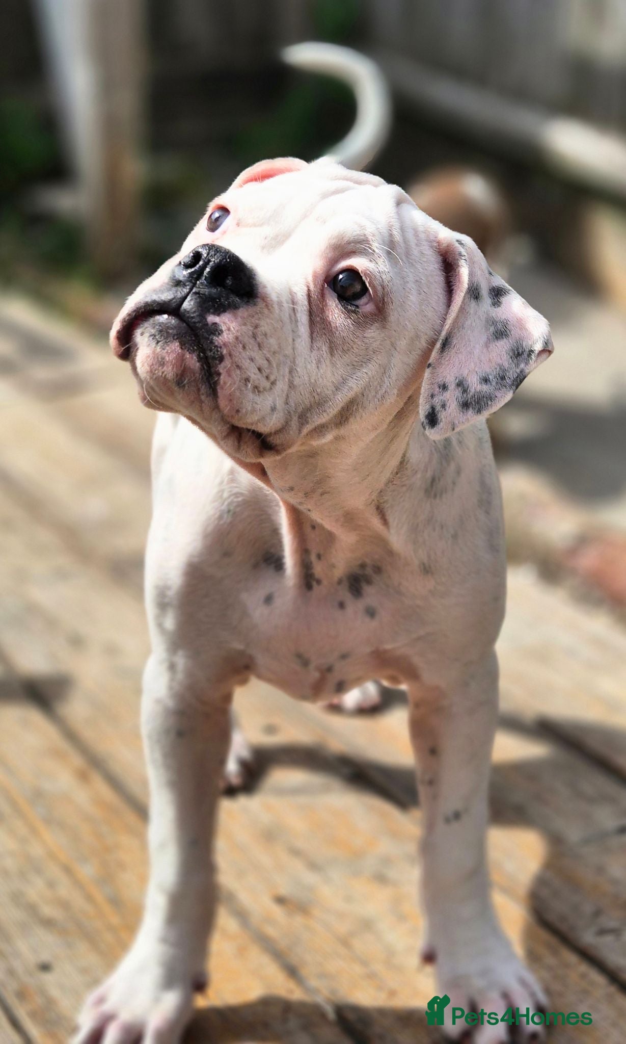 Dorset Olde Tyme Bulldogge dogs Dorset olde tyme bulldog for sale  - Advert 5