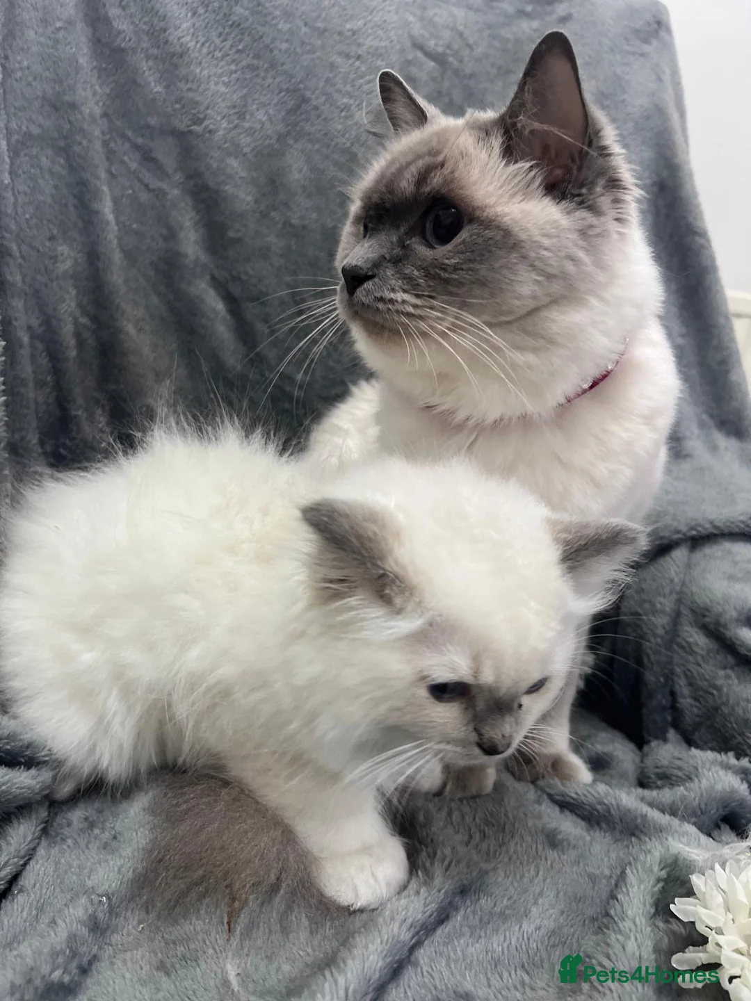 Ragdoll cats for sale: Amazing Ragdoll - Advert 2
