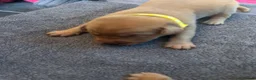 Labrador Retriever dogs for sale: Beautiful fox red Labrador litter  - Advert 14
