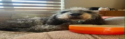 Mixed Breed dogs for adoption: Beautiful Griffon Nivernais for adoption - Advert 4