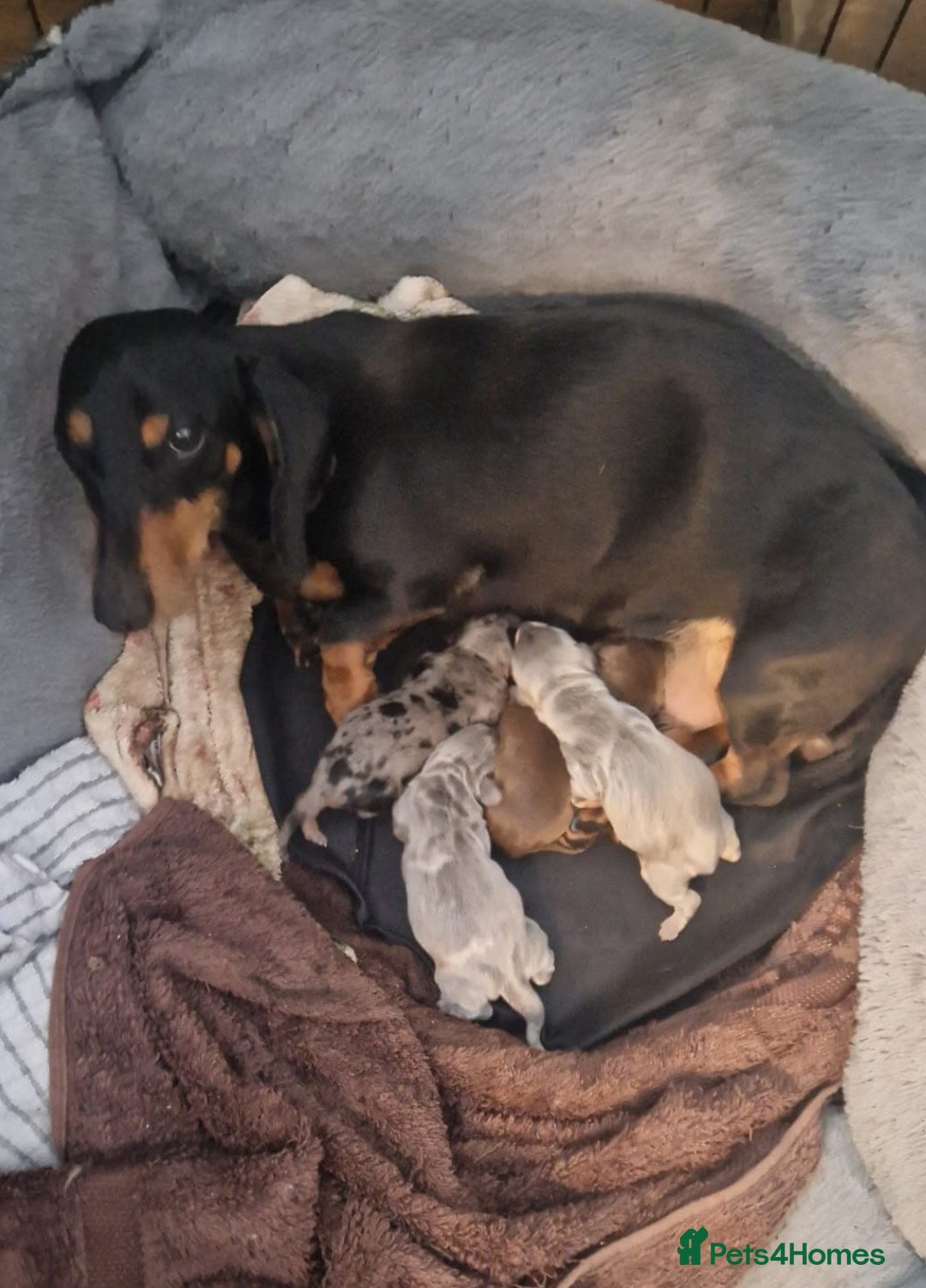 Miniature Dachshund dogs Mini dachshund  - Advert 1