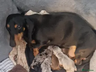 Miniature Dachshund dogs Mini dachshund - Advert 1