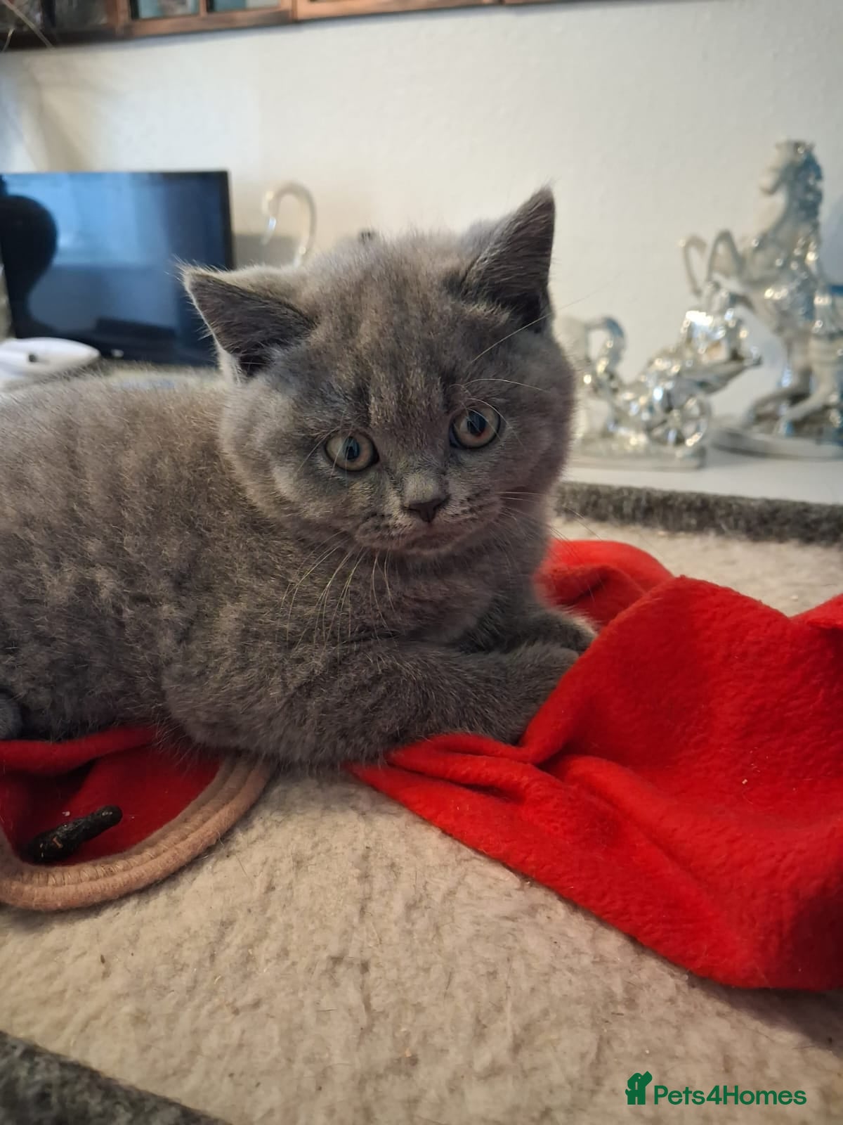 British Shorthair cats British short hair - Advert 1