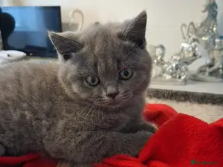 British Shorthair cats British short hair - Advert 1
