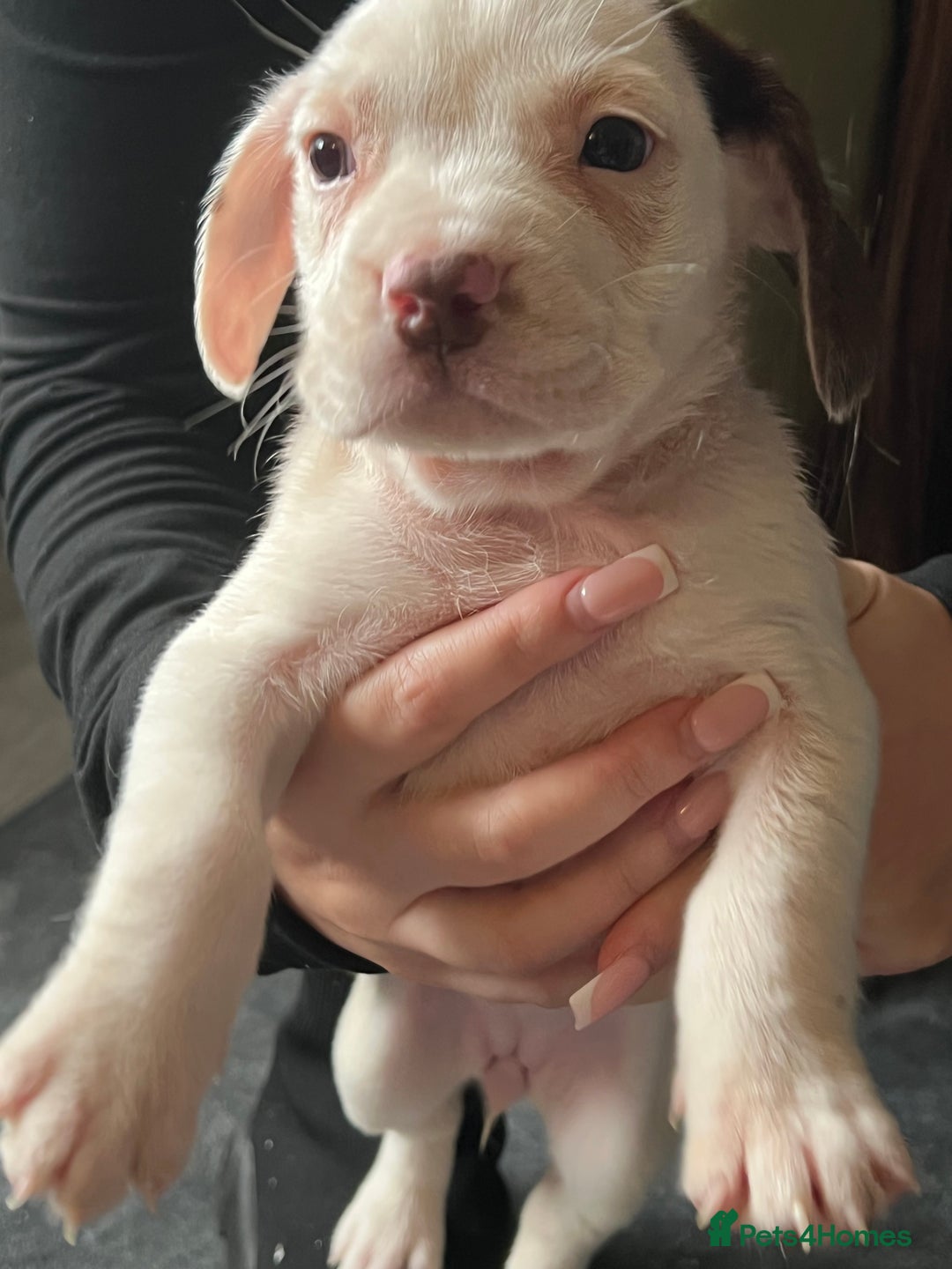 Mixed Breed dogs for sale: Sprocker x frenchie - Image 7