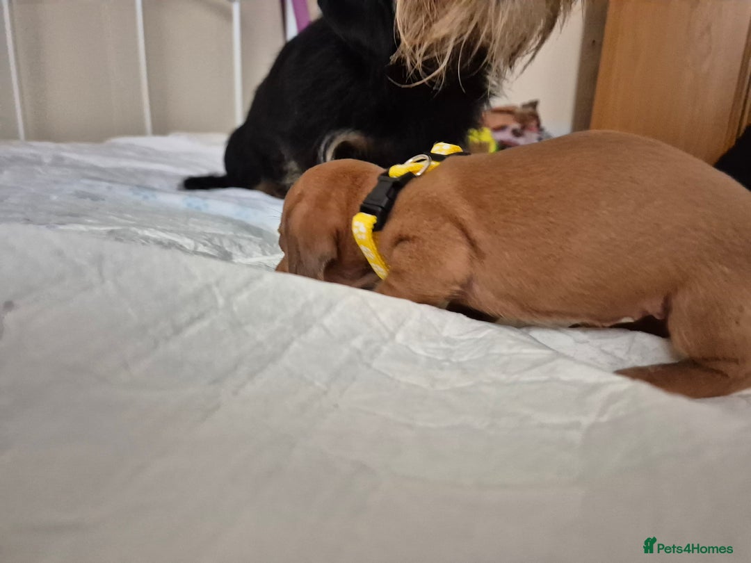 Dachshund dogs for sale: Smooth Haired Dachshund puppies - Advert 4