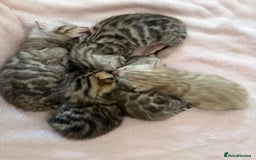 Bengal cats for sale: Pure Bengal Kittens Available  - Image 22