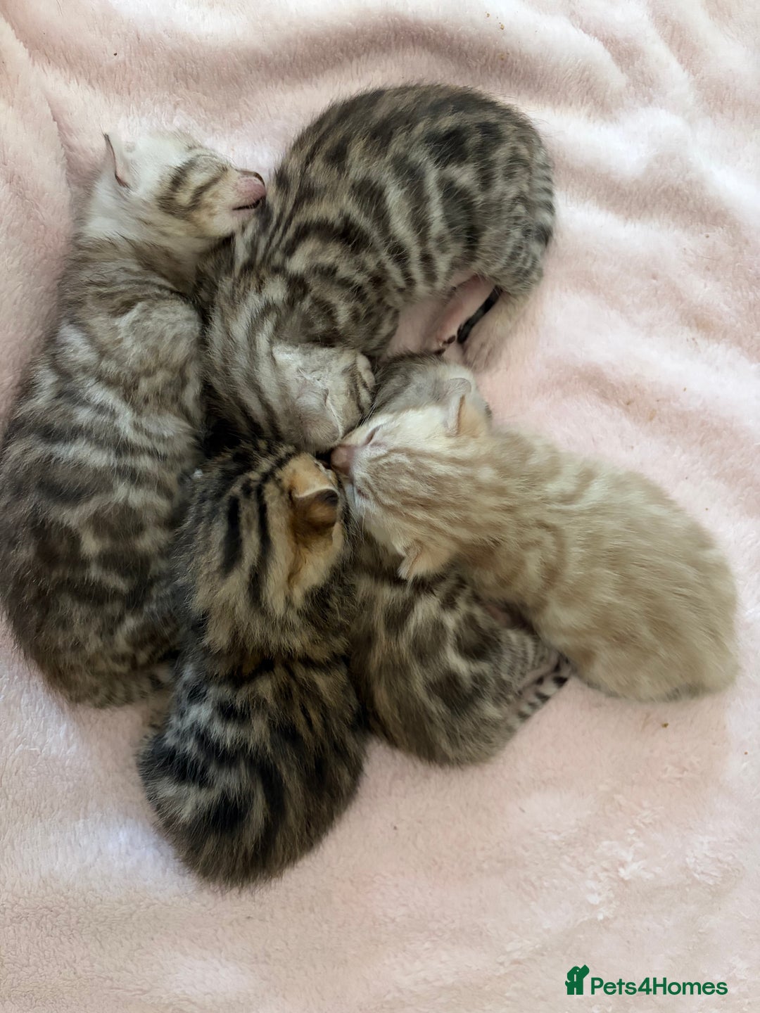 Bengal cats for sale: Pure Bengal Kittens Available  - Image 22