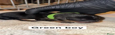 Green Boy 