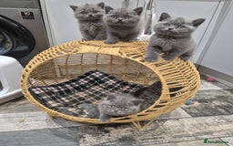 British Shorthair cats for sale: 1 Female British short-hair kitten LEFT  - Image 18