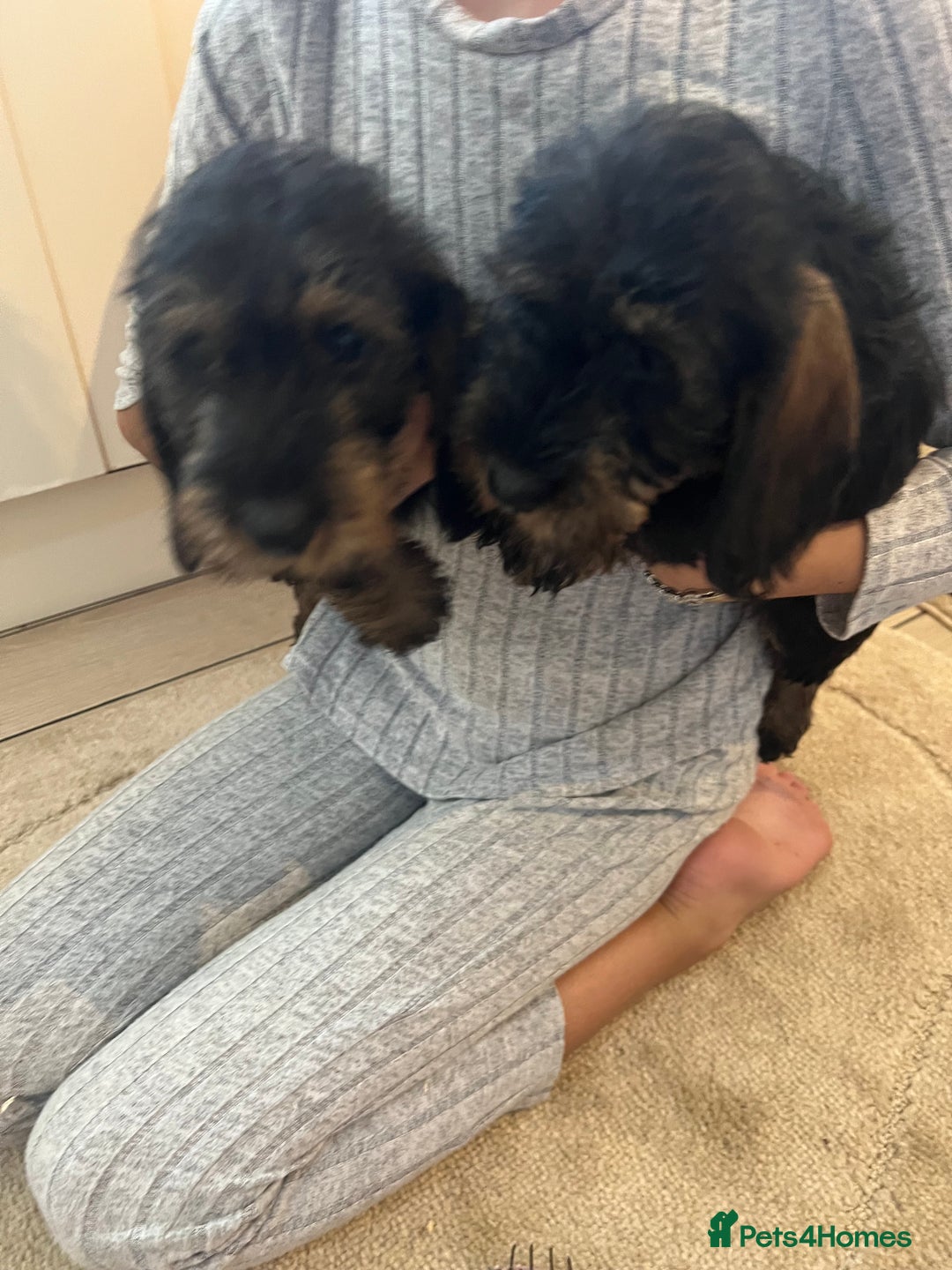 Dachshund dogs for sale: Miniature soft haired teckel dachshunds  - Advert 10