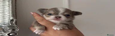 Chihuahua 1