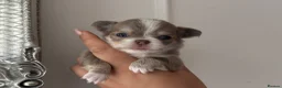 Chihuahua dogs for sale: 🐾🩶 OUTSTANDING litter of EXCEPTIONAL Chihuahuas - Advert 16