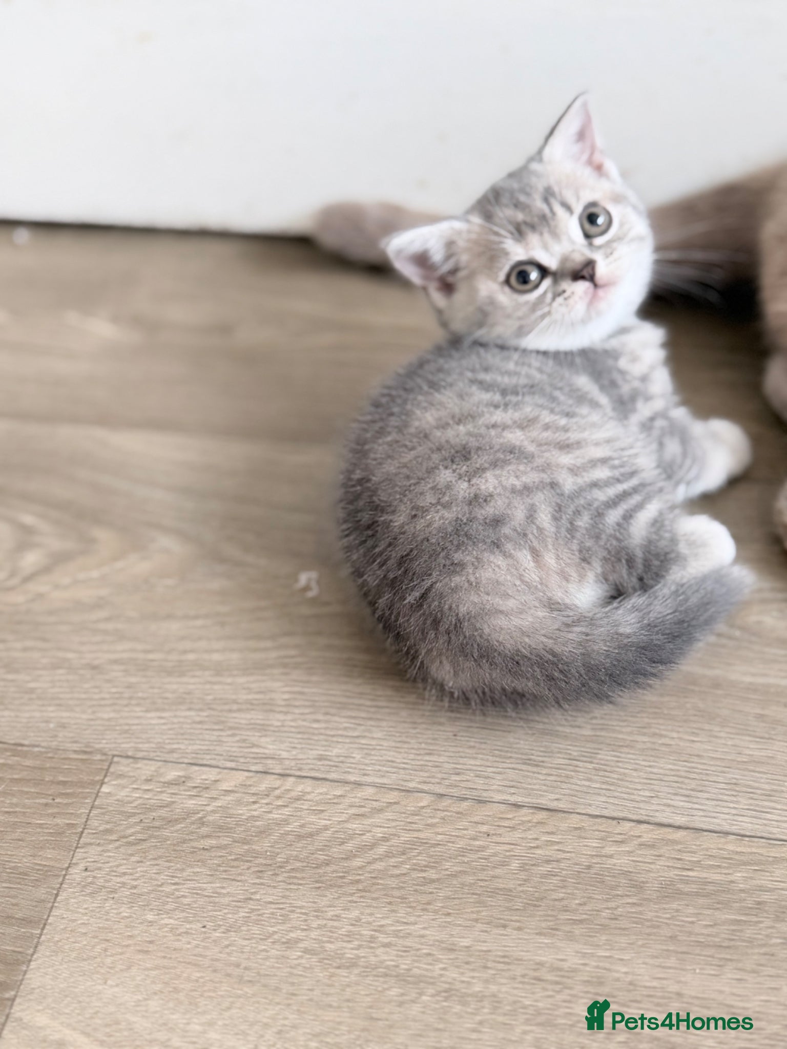 British Shorthair cats last GCCF British shorthair kitten to reserve - Advert 1