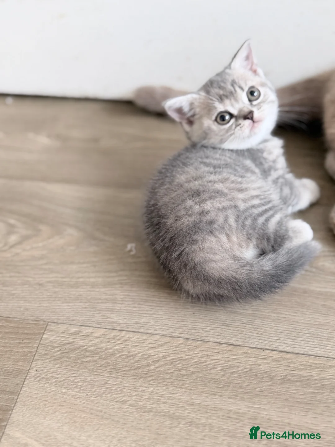 British Shorthair cats for sale: last GCCF British shorthair kitten to reserve - Advert 2
