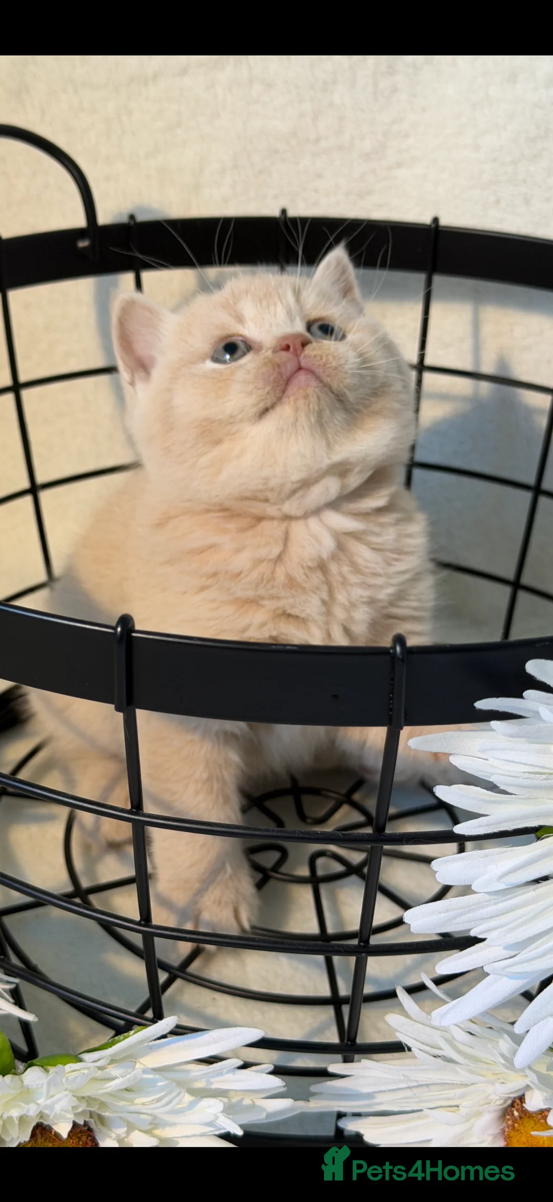 British Longhair cats for sale: British longhair and shorthair  - Advert 2