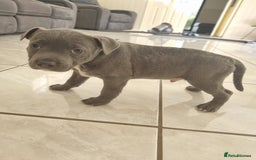 Staffordshire Bull Terrier dogs for sale: Staffordshire Bull Terrier puppies for sale  - Image 1