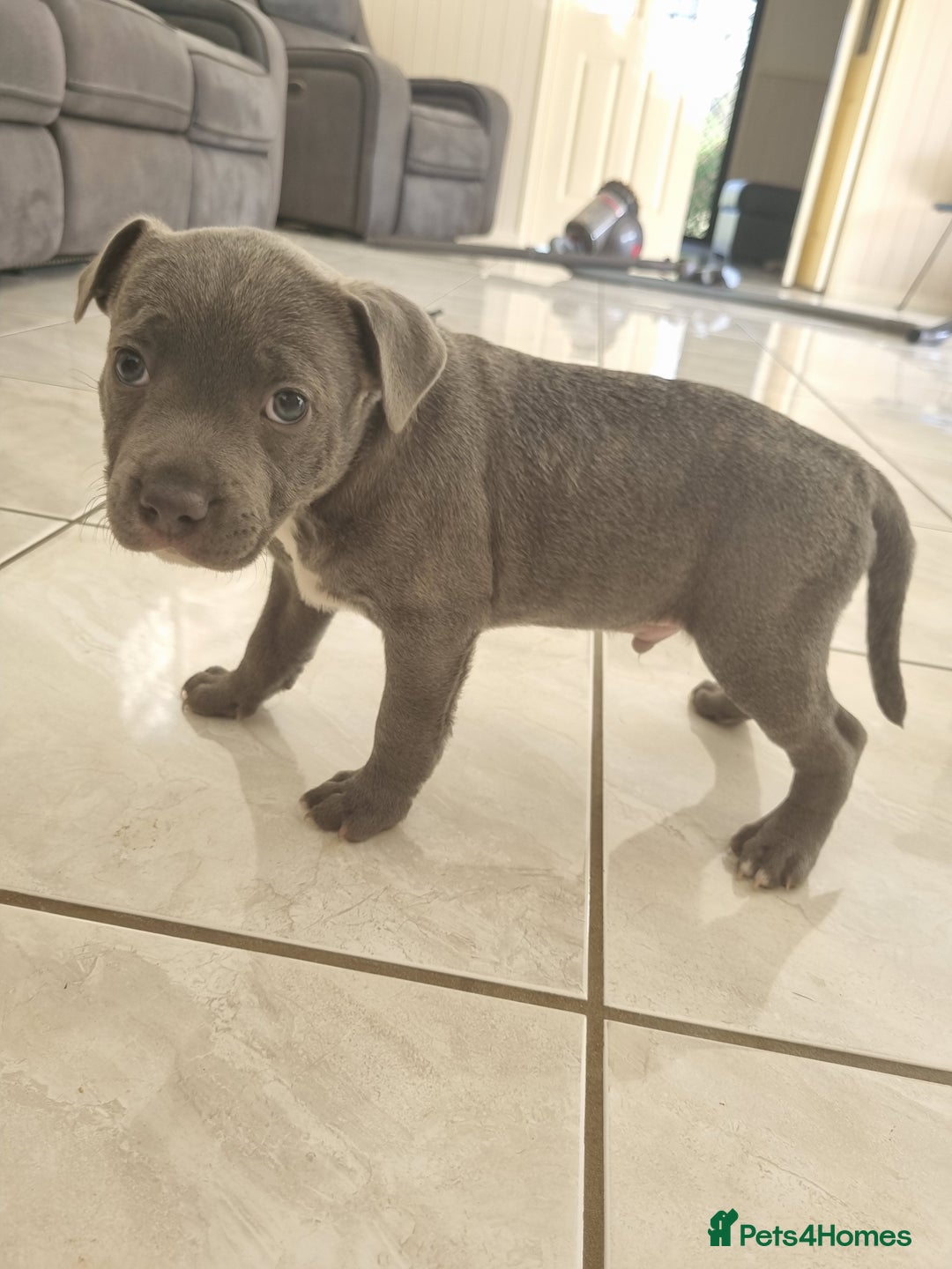Staffordshire Bull Terrier dogs for sale: Staffordshire Bull Terrier puppies for sale  - Image 1