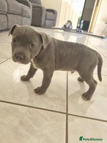 Staffordshire Bull Terrier dogs - Advert 1