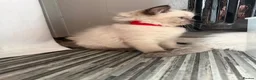 Ragdoll cats for sale: Beautiful pedigree ragdoll kittens  - Advert 25