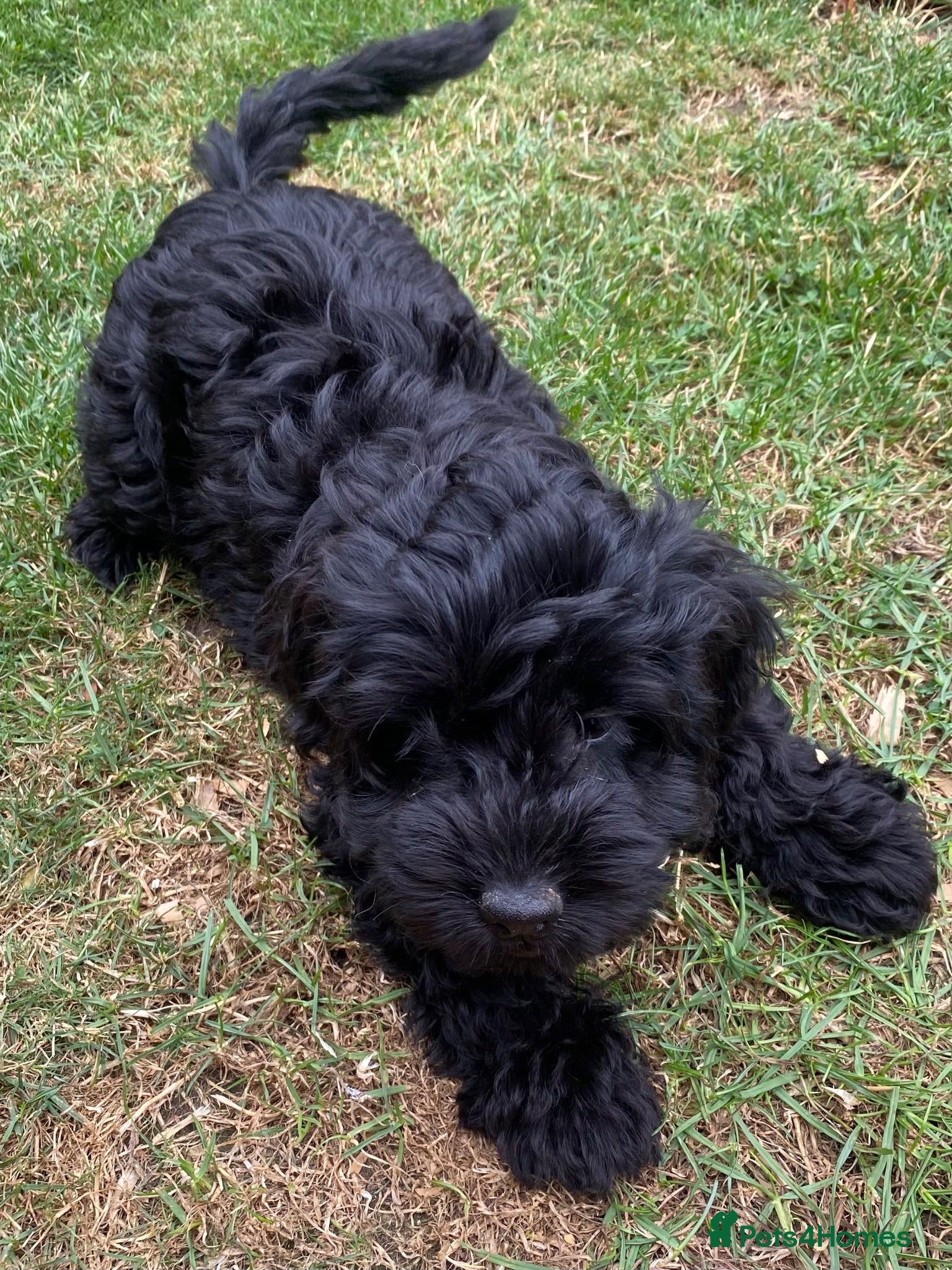 Cockapoo dogs Cockapoo puppies  - Advert 1