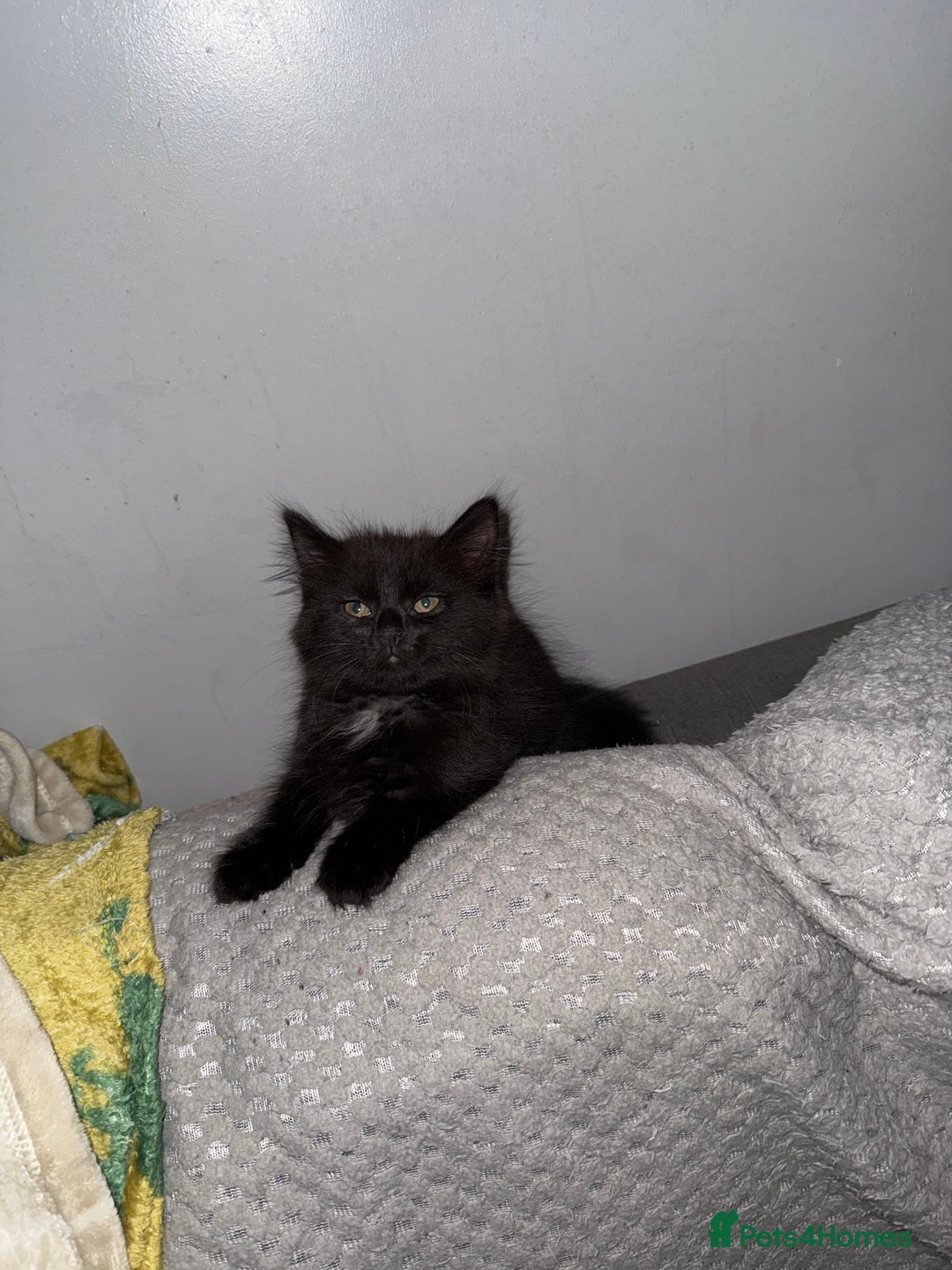 Domestic Shorthair cats for sale: 2 female kittens  - Image 4