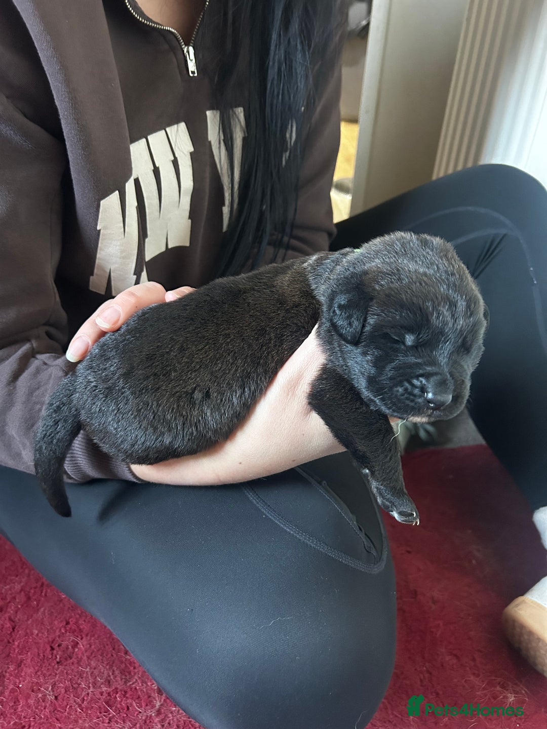 Mixed Breed dogs for sale: GSD x Lab  - Advert 17