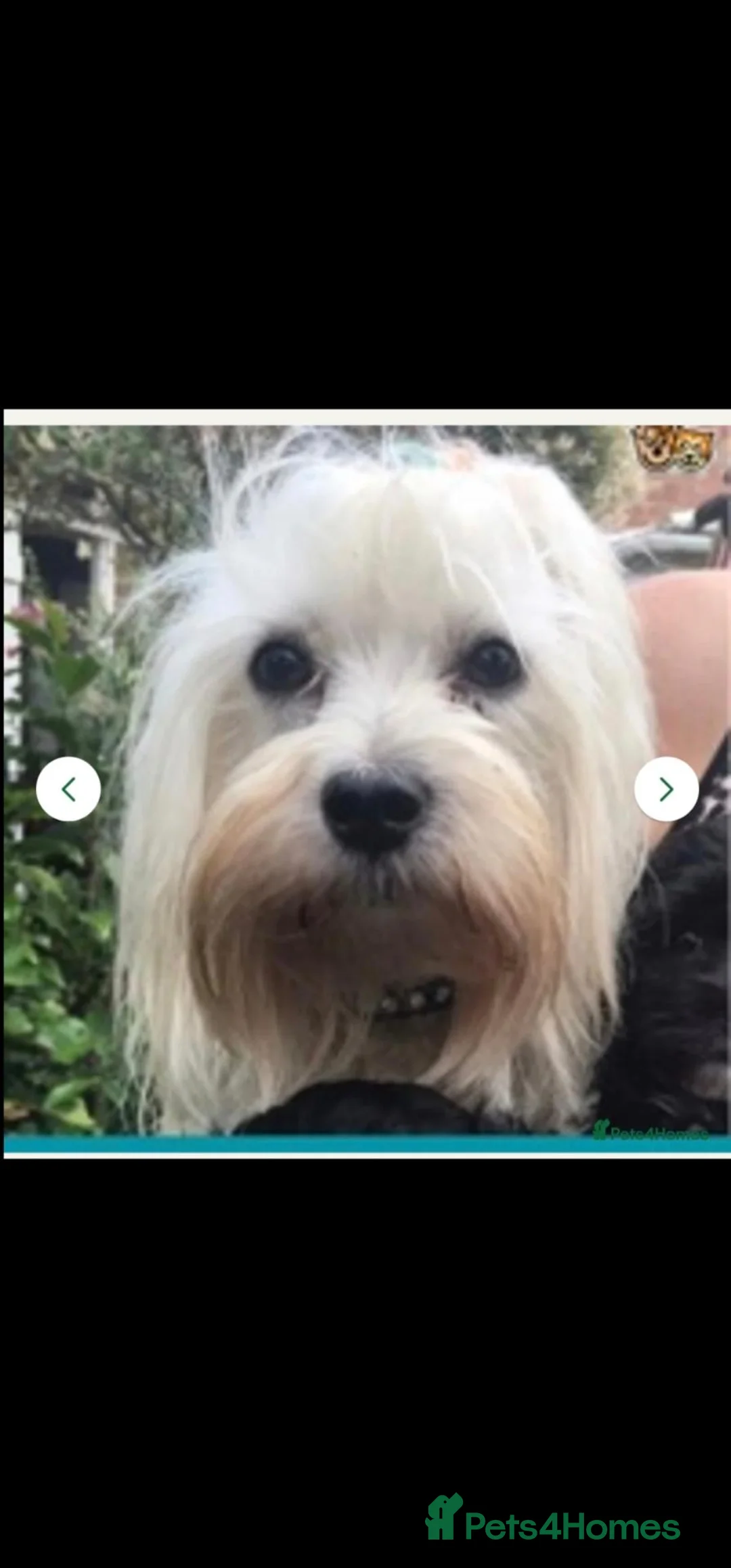 Malshi dogs for sale: Beautiful malshi puppies - Advert 2