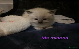 Ragdoll cats for sale: Bella’s ragdoll kittens ready December  - Image 8