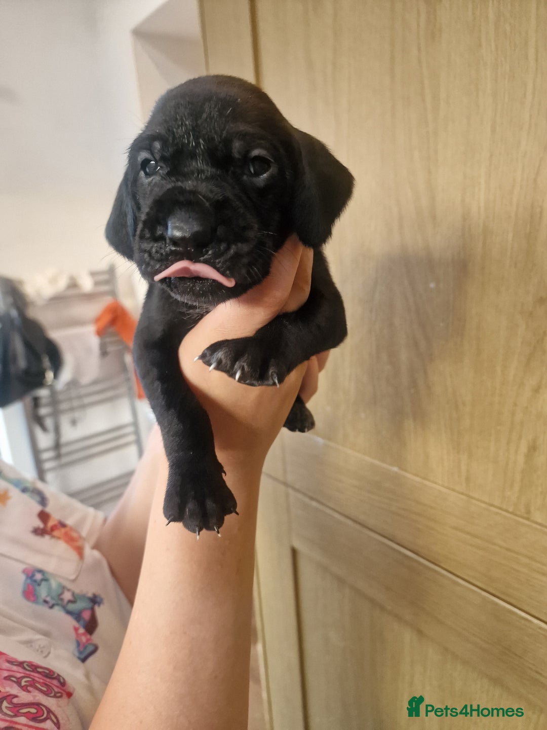 Mixed Breed dogs for sale: Hungarian Visla x German Pointer Pups - Image 6