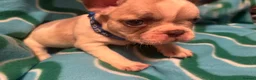 French Bulldog dogs for sale: KC French Bulldog puppies  - Advert 27