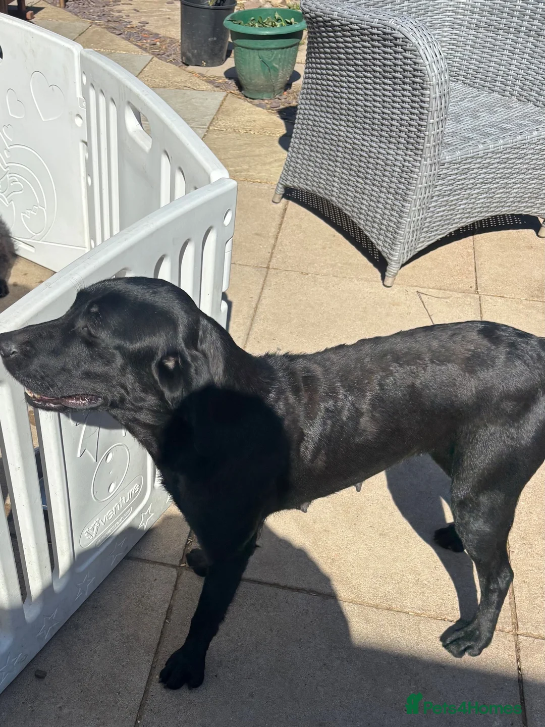 Labrador Retriever dogs for sale: Kc Labrador  - Advert 1