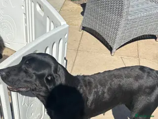 Labrador Retriever dogs Kc Labrador - Advert 1