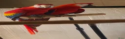 Macaws birds for sale: Pair of Scarlet Macaws - Advert 2