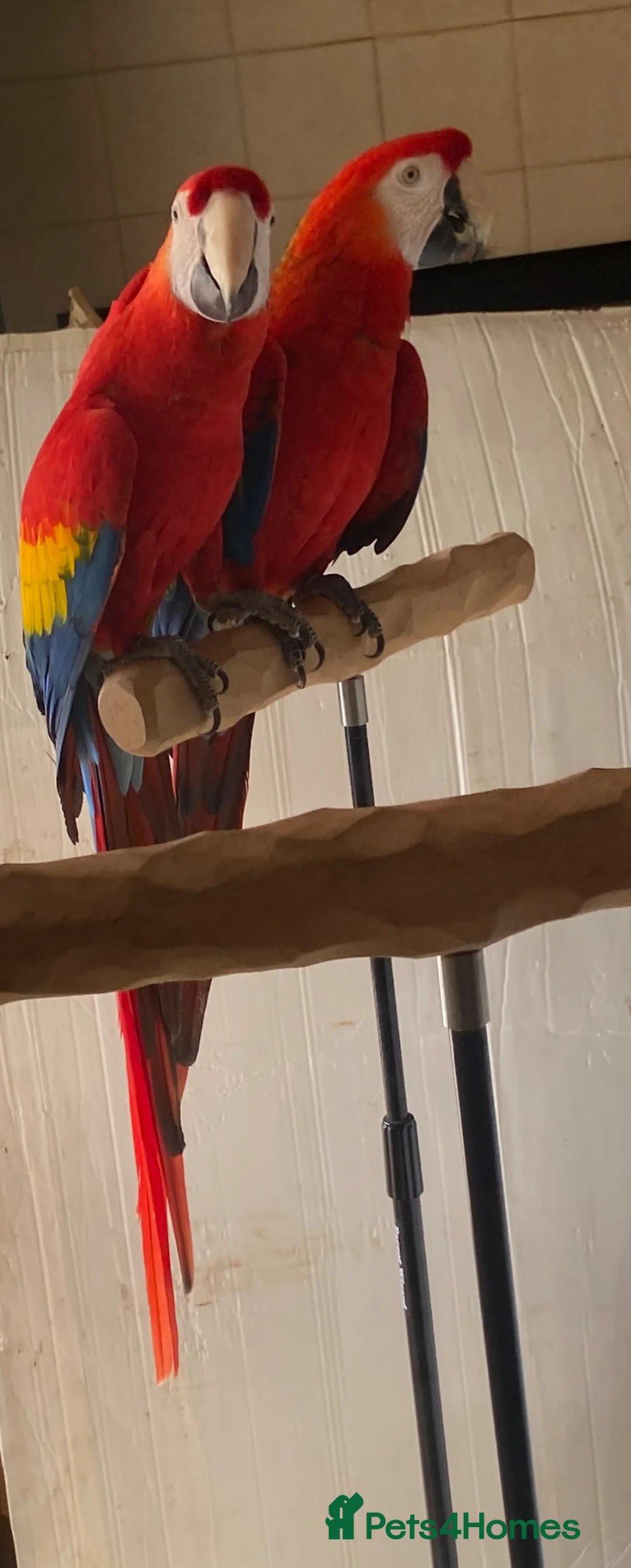 Macaws birds for sale: Pair of Scarlet Macaws - Advert 2