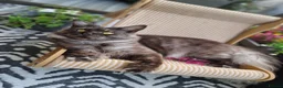 Maine Coon cats for sale: Tica registered black smoke mainecoon  - Advert 4
