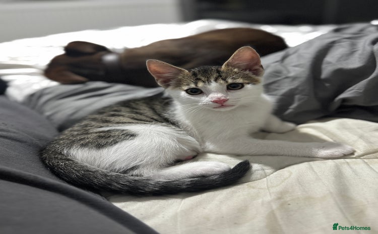 Mixed Breed cats - Advert 8