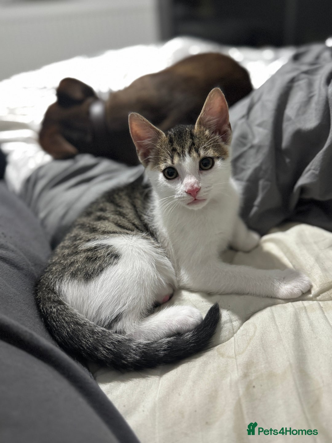 Mixed Breed cats for sale: Male kitten - Image 1