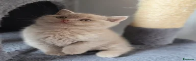 British Shorthair 1