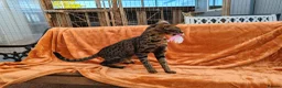 Savannah cats for sale: F3 Girl Brown Spotted Savannah TICA - Advert 3