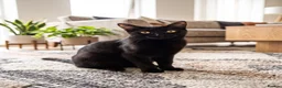 Mixed Breed cats for sale: Loving forever home needed for our sweet Lucy 🐾 - Advert 2