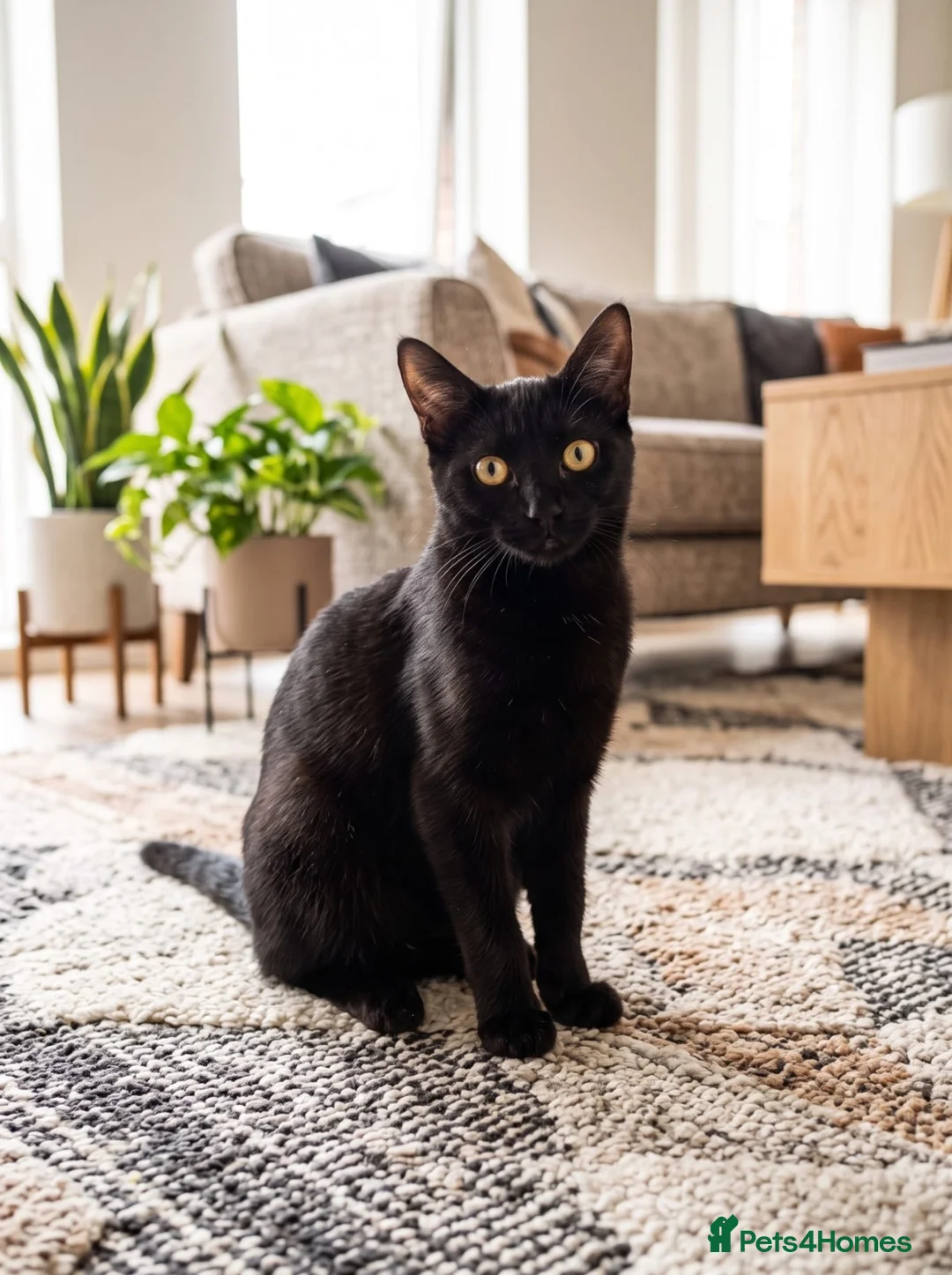 Mixed Breed cats for sale: Loving forever home needed for our sweet Lucy 🐾 - Advert 2