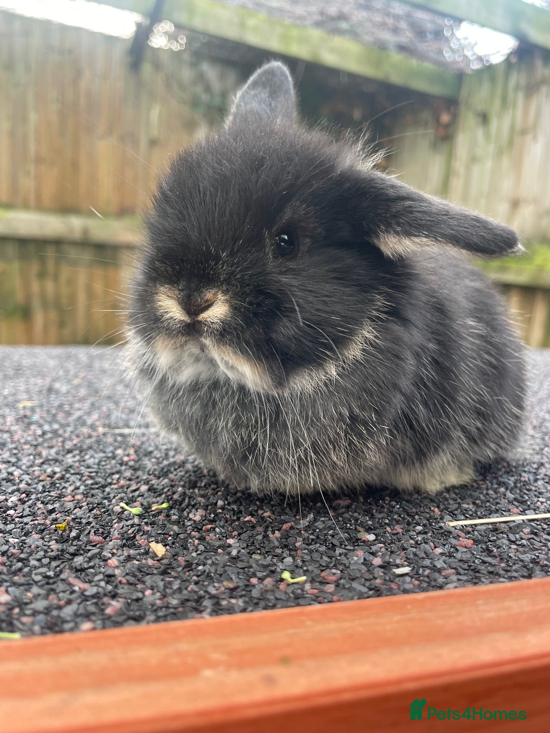 Mini Lop rabbits for sale: Gorgeous mini lops looking for their forever homes - Advert 1