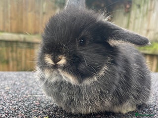 Mini Lop rabbits Gorgeous mini lops looking for their forever homes - Advert 1