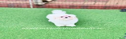 Maltese dogs for sale: ✨READY NOW stunning full Korean maltese girl✨ - Advert 7