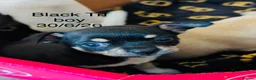 Chihuahua dogs for sale: Beautiful Pedigree Chihuahua Puppies,2 Boys2 Girls - Advert 13