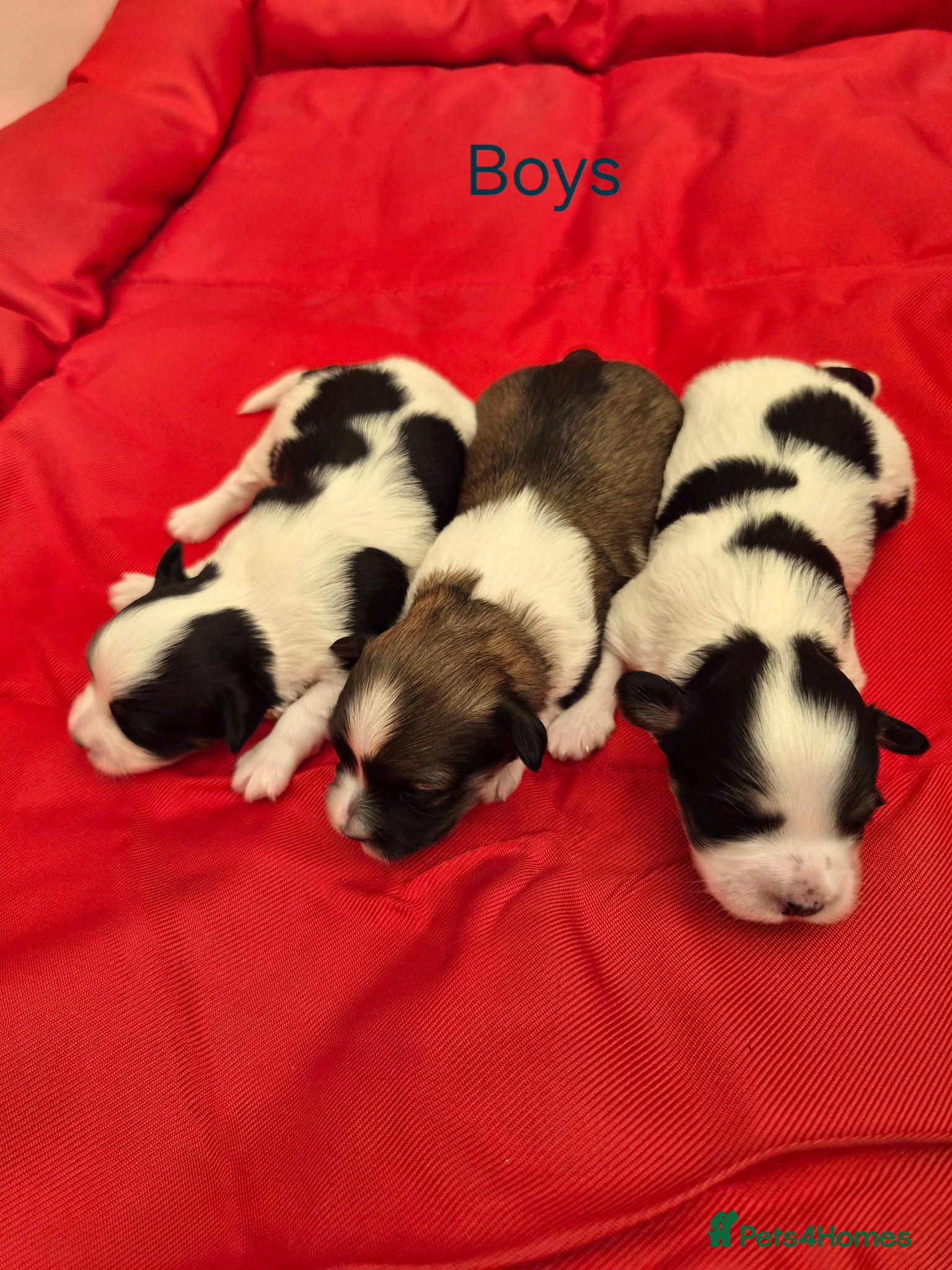 Havanese dogs Gorgeous KC Havanese Puppies - Advert 16